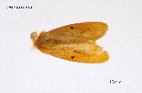 藏品(橙黃毒蛾)的圖片